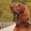 sasha_setter